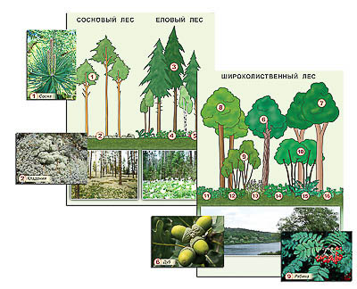Раздаточные пособия
