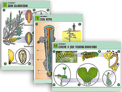 Комплект таблиц по биологии дем. "Ботаника 1" (12 табл., формат А1, лам.)