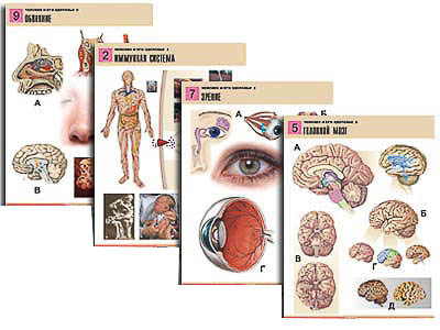 Комплект таблиц по биологии дем. "Человек и его здоровье 2" (10 табл., формат А1, лам.)