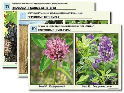 Гербарий фотографический "Сельскохозяйственные растения России"